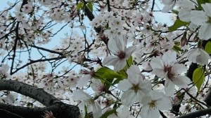 池袋　桜